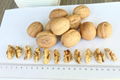 Walnut Kernel for Sale New Crop Quarter kernel 4