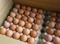 Fresh farm chicken eggs    