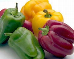 Fresh Capsicum