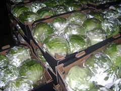 Fresh cabbage