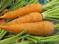 Organic Carrots 1