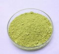 High Quality Rutin Extract