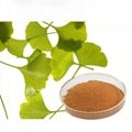 100% Herbal Ginko Flavones Terpenlactone Ginkgo Biloba Leaves Extract