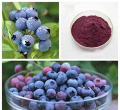 Bilberry Extract 100% Natural Blueberry Extract/Bilberry Extract