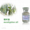 Natural Essential of Eucalyptus Oil 1