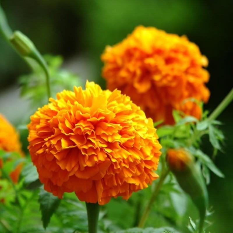 Marigold Flower Extract Zeaxanthin Lutein