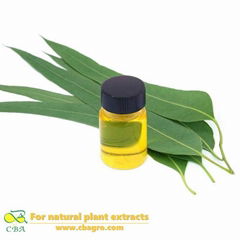 natural eucalyptus essential oil