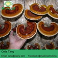 reishi mushroom  3