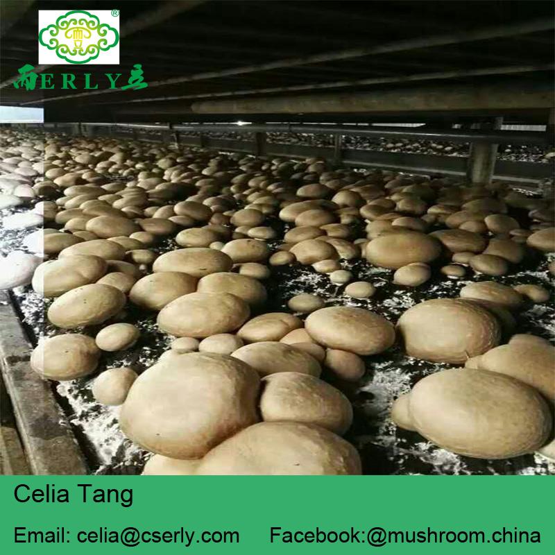 Fresh champignon mushroom 2