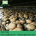 Fresh champignon mushroom 2