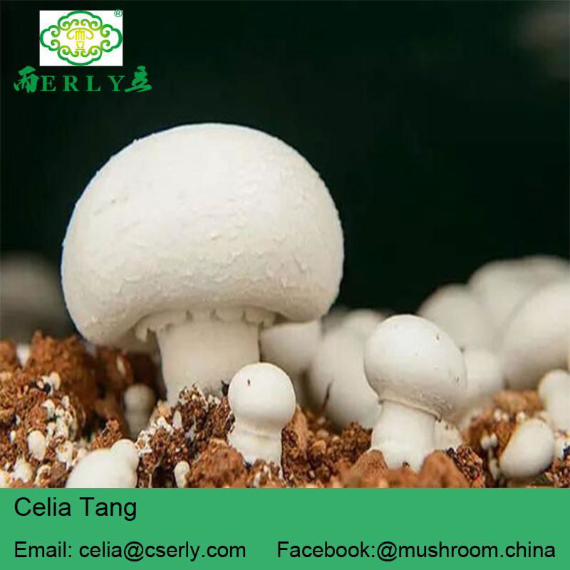 Fresh champignon mushroom 4