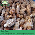 Morel Mushroom 1