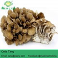  Maitake Mushroom 4