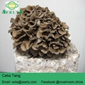  Maitake Mushroom 5