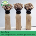  Maitake Mushroom 1