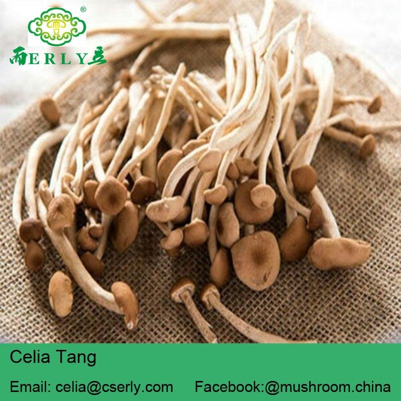 Agrocybe Cylindracea 2