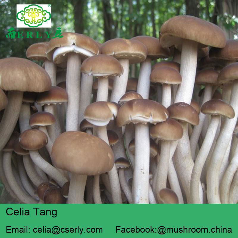 Agrocybe Cylindracea 3