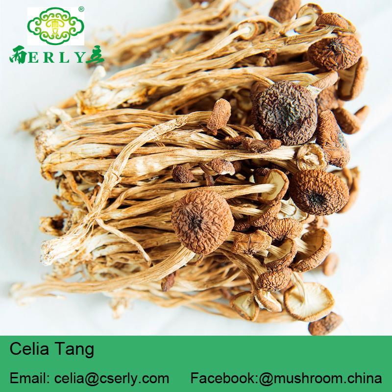 Agrocybe Cylindracea 5