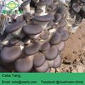 New Arrival High Quality Pleurotus Abalonus 2