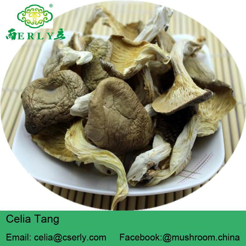 New Arrival High Quality Pleurotus Abalonus 4