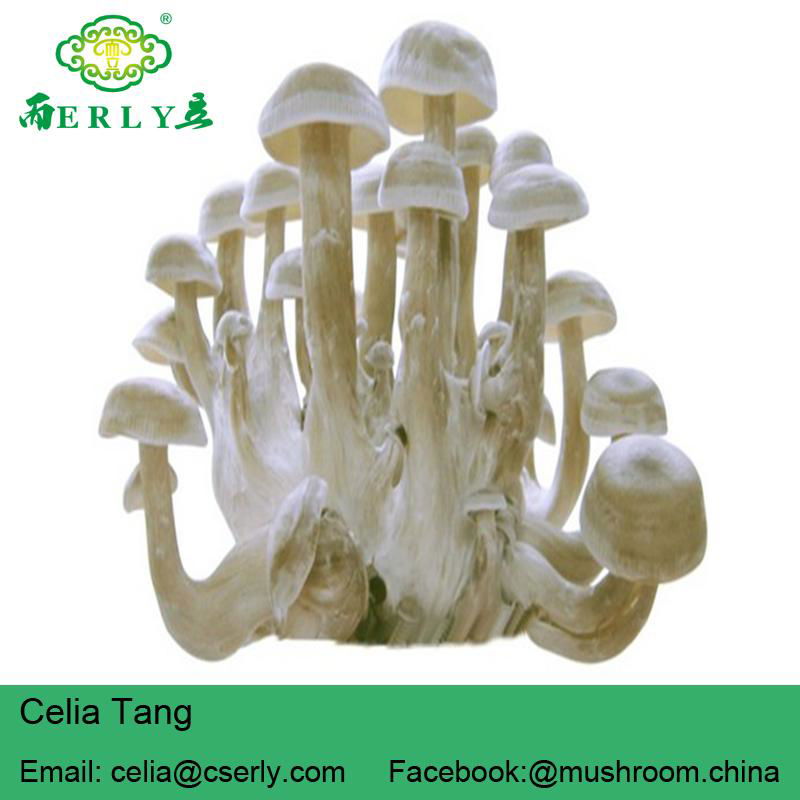 Lyophyllum Mushroom Dry mushroom 3