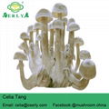 Lyophyllum Mushroom Dry mushroom 3