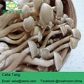 Lyophyllum Mushroom Dry mushroom 4