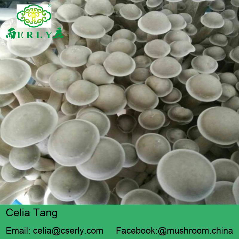 Lyophyllum Mushroom Dry mushroom 5