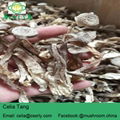 Lyophyllum Mushroom Dry mushroom 1