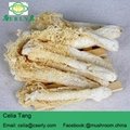 Wild Growing Mushroom Bamboo Fungus Tasty Dictyophora 2