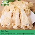 Wild Growing Mushroom Bamboo Fungus Tasty Dictyophora 3