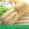 Wild Growing Mushroom Bamboo Fungus Tasty Dictyophora 4
