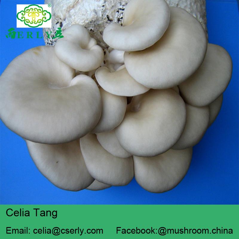  Oyster Mushroom