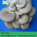 Oyster Mushroom