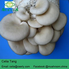  Oyster Mushroom