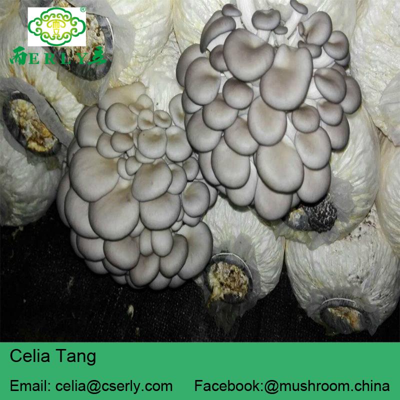  Oyster Mushroom 2