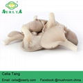  Oyster Mushroom 3