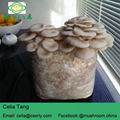  Oyster Mushroom 4