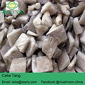  Oyster Mushroom 5