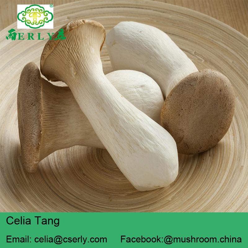 King Oyster Mushroom 3