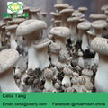 King Oyster Mushroom 5