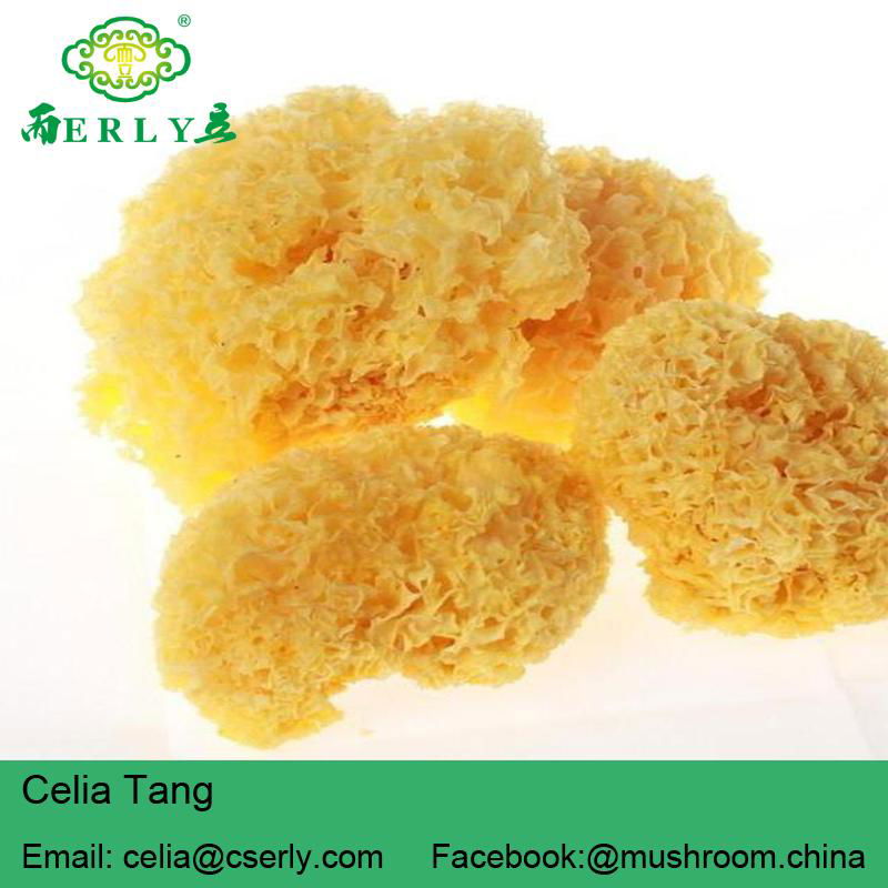 2018 Chinese Wholesale Price Organic Edible tremella mushroom