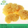 2018 Chinese Wholesale Price Organic Edible tremella mushroom 1