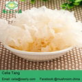 2018 Chinese Wholesale Price Organic Edible tremella mushroom 3