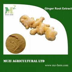 Ginger Root Extract 5% Gingerols