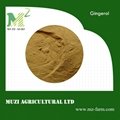 Gingerol（gingerols） ginger root extract