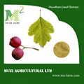 Hawthorn Leaf&Fruit Extract  vitexin- 2