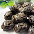 2095 Bi ma zi High Quality Castor Seeds for Making Oil 5