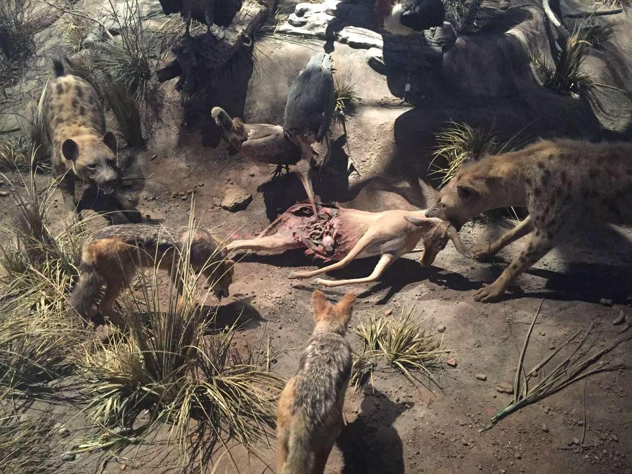 一比一動物模型製作 4