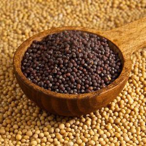 MUSTARD SEED (RAI) – BLACK & YELLOW 3